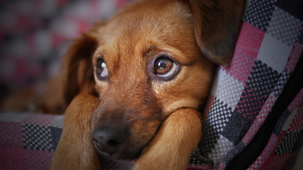 Wakacje bez psa – jak zapewnić psu opiekę?