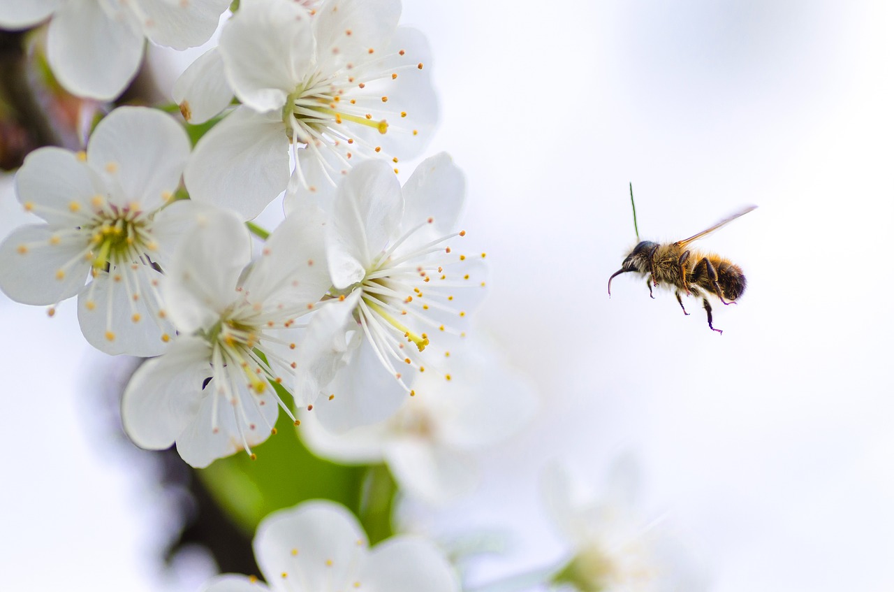 Jak postępować przy ukąszeniu przez pszczołę?
